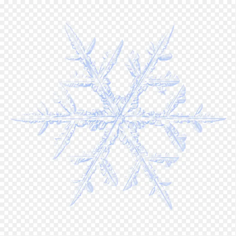 ��ɫ Ҷ�� ѩ��-������