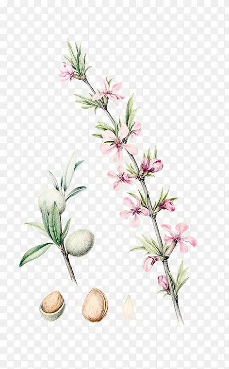 �� ֲ�� ��֦-������