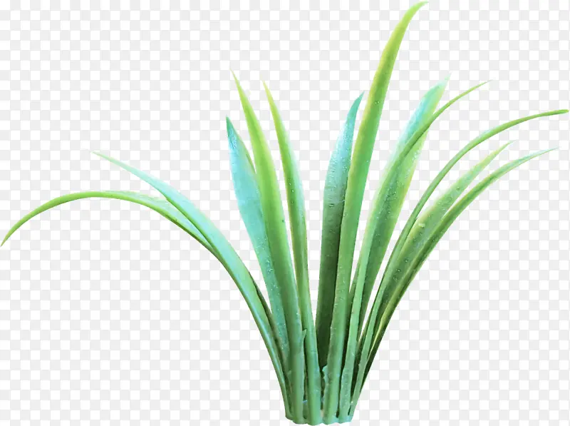 �� ��ɫ ֲ��-������