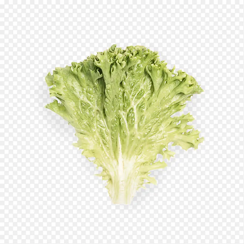 Ҷ�� ���� �߲�-������