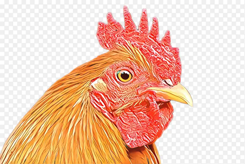 ��ɫ ����-������