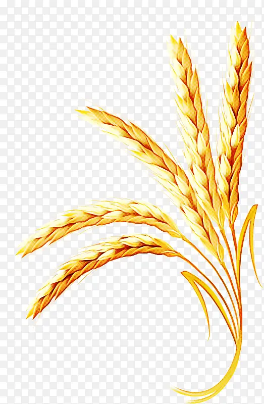 �ݿ� ֲ�� ��ʳ-������