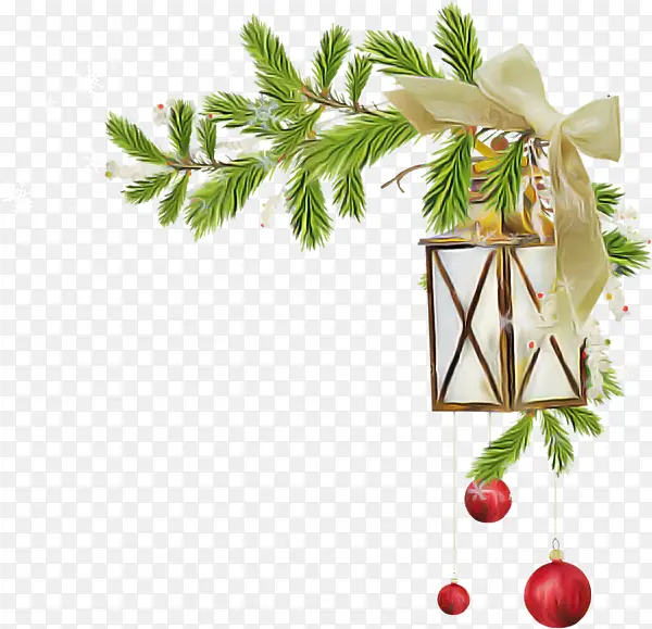 �ɹ���Ʒ�� ֲ�� ��֦-������