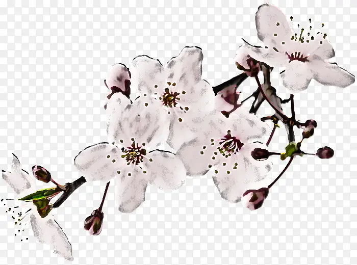 �� ֲ�� ӣ��-������