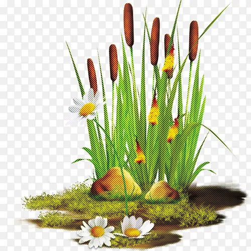 ���� �� ֲ��-������