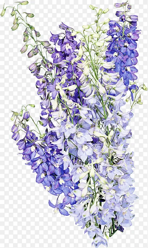 �ɹ���Ʒ�� ޹�²� ֲ��-������