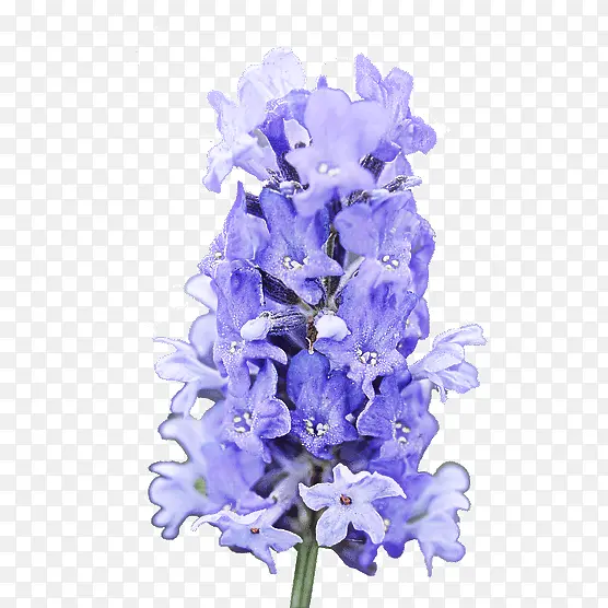 �� ޹�²� ��ɫ-������