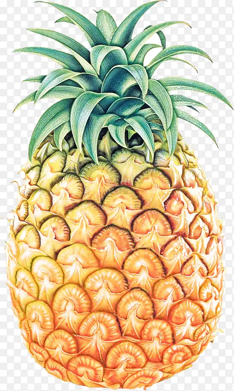 ���� ˮ�� ��ȻʳƷ-������