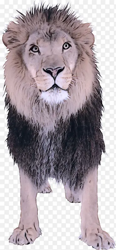 ʨ�� Ұ������ ��������-������