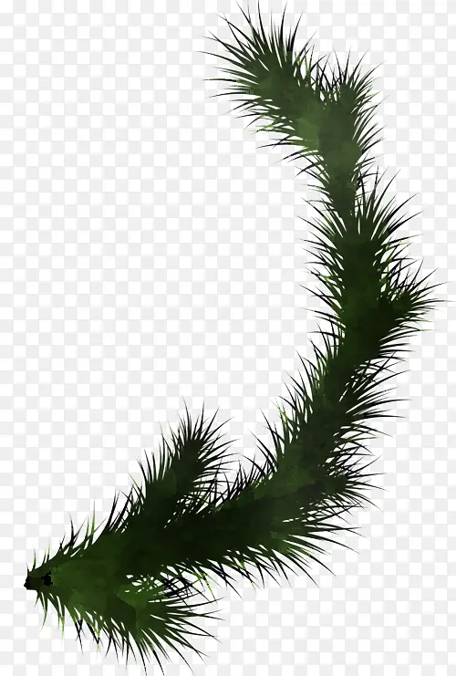 ���� �� ֲ��-������