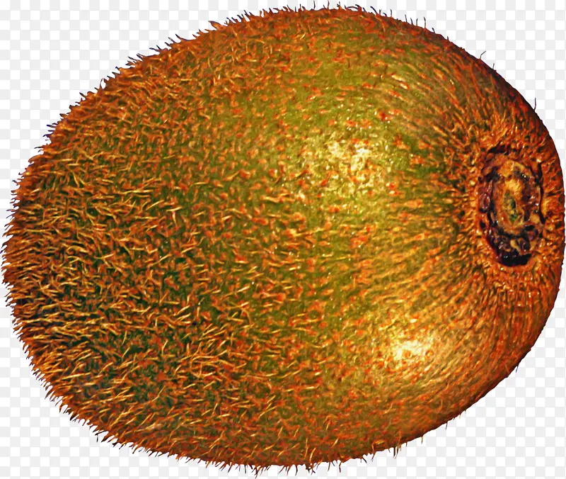 ˮ�� ֲ�� ʳƷ-������