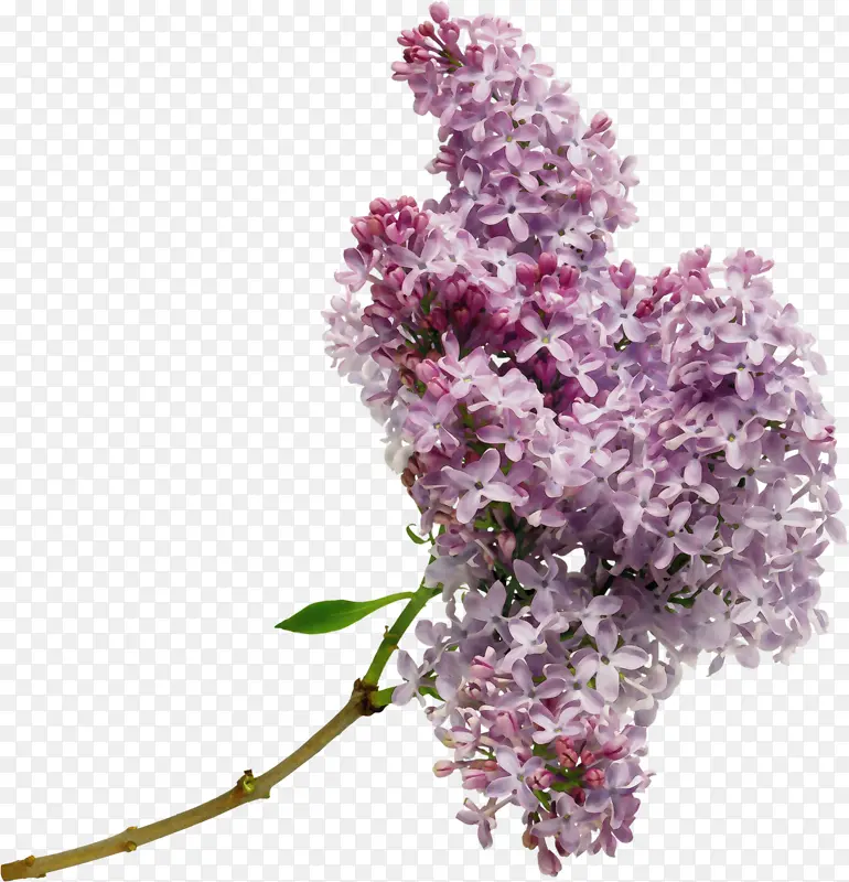 ˮ�ʻ� ���� ʪī-������