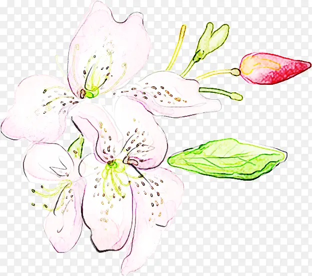 �� ֲ�� ����-������