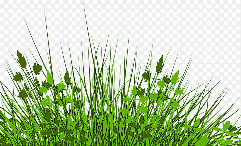 �� ֲ�� ��ɫ-������