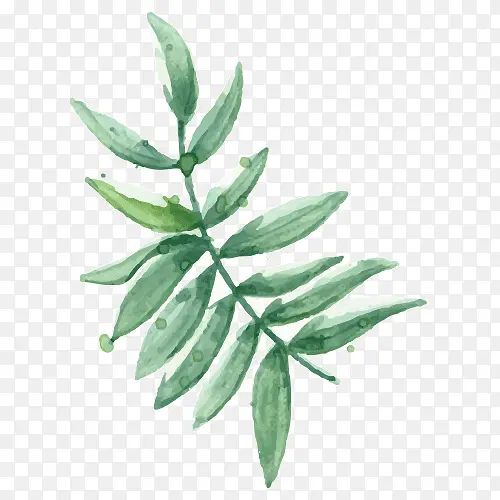 Ҷ�� ֲ�� ��-������