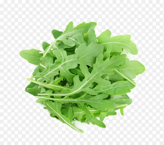 �ɹ���ƷҶ ֲ�� Ҷ�߲�-������