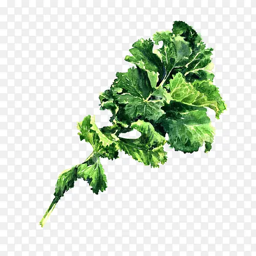 �߲� ֲ�� Ҷ��-������