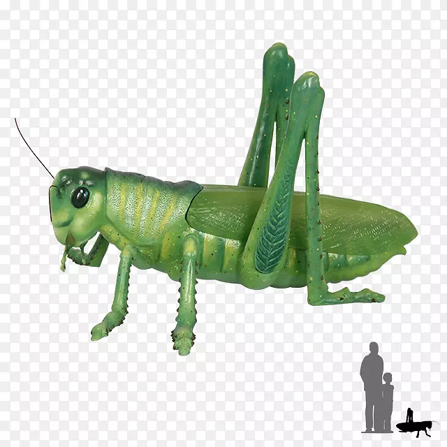 �ȳ泤-�ȳ�-������