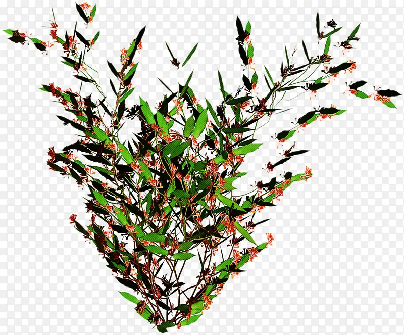 �ɹ���Ʒ�� ֲ�� ��֦-������