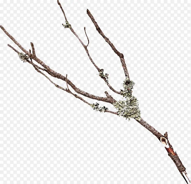 ��֦ ��֦ ֲ��-������