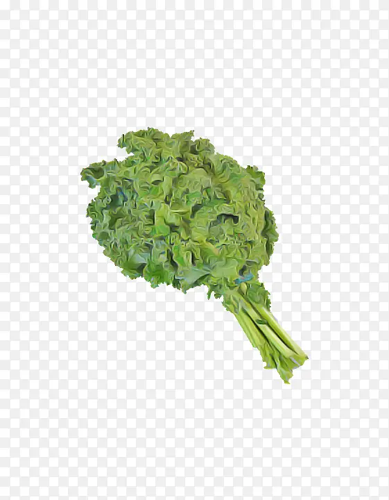 Ҷ�� �߲� ֲ��-������