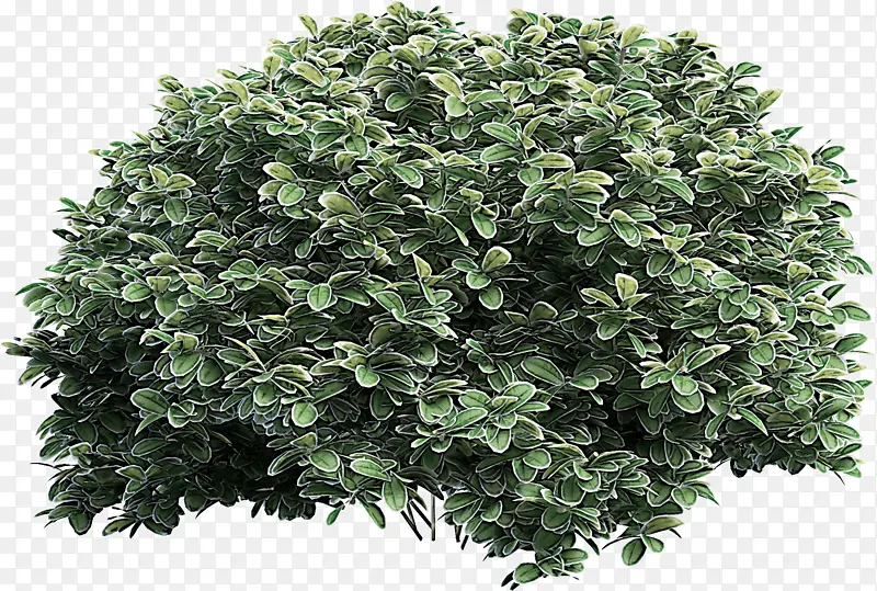 ֲ�� Ҷ�� ��-������