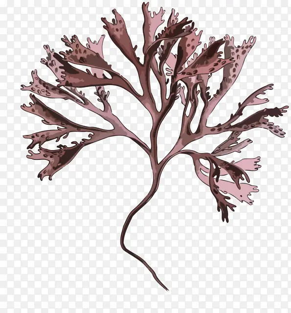 �� ��֦ Ҷ��-������