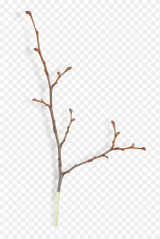 ��֦ ֲ�ﾥ Ҷ-������