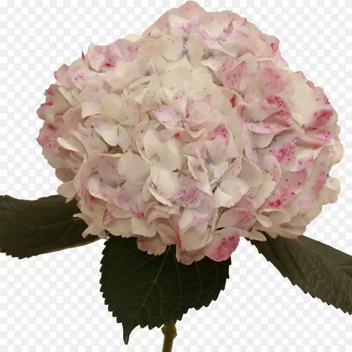 �����л��ۺ�ɫõ������-������