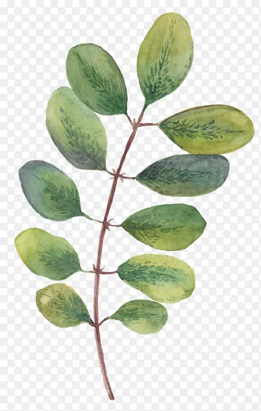 Ҷ�� ˮ�ʻ� ����-������