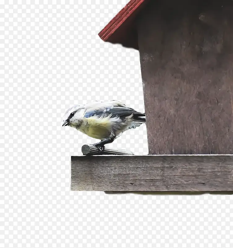 ����ʳ�� ���� �-������