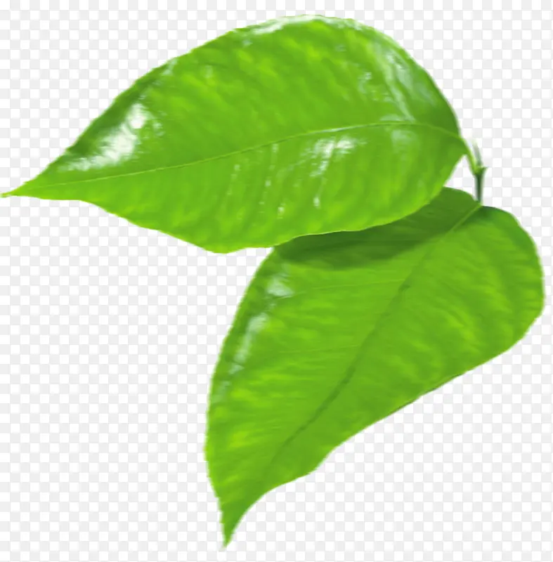 ���� ƻ�� ֲ��-������