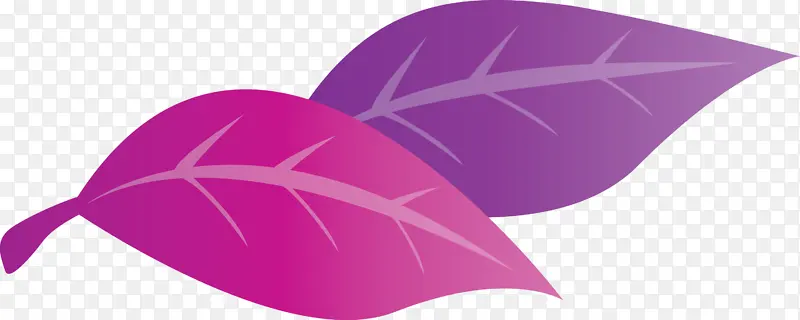 Ҷ�� ֲ�� ����ѧ-������