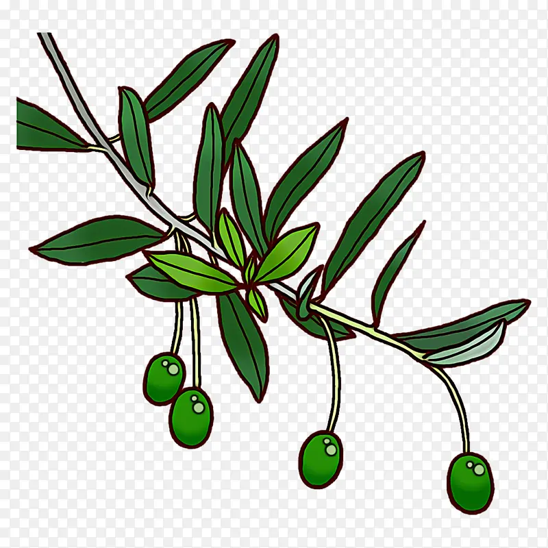 ��֦ Ҷ�� ֲ�ﾥ-������