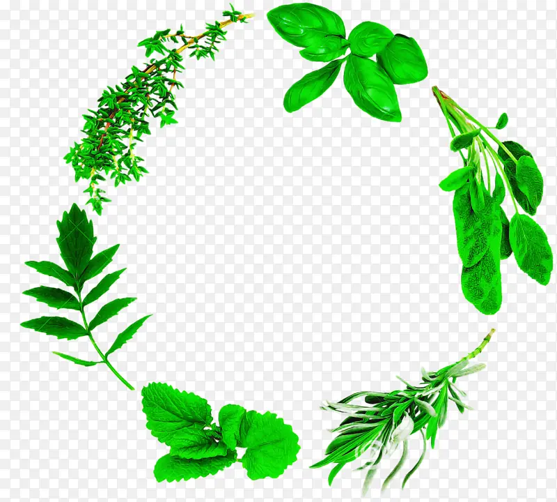 Ҷ�� ��֦ ֲ�ﾥ-������