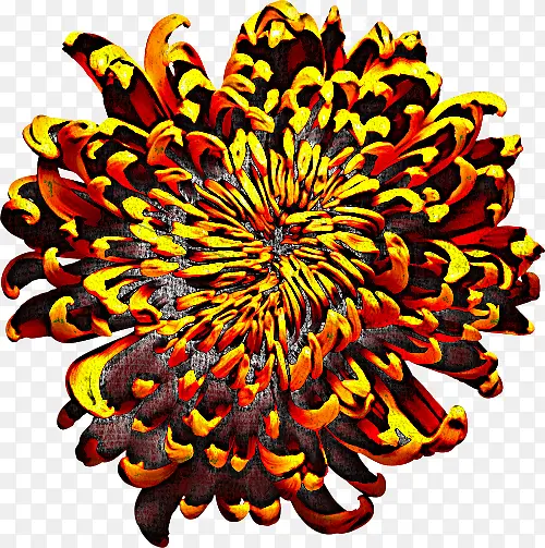 �ջ� �Գ� ��ɫ-������