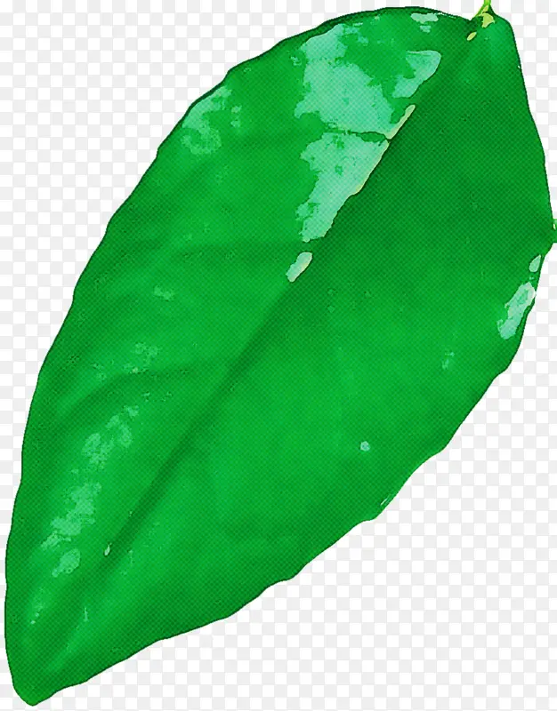 Ҷ�� ��ɫ ����ѧ-������