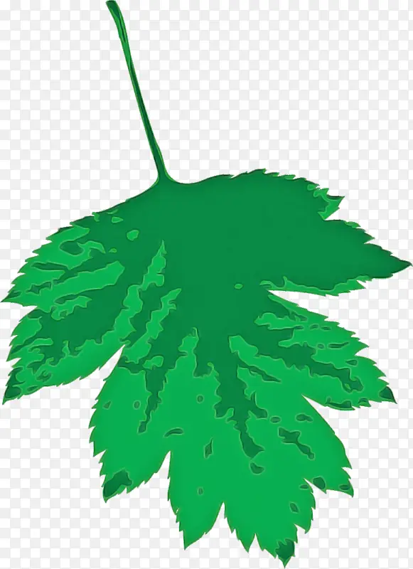 ��֦ Ҷ�� ֲ�ﾥ-������