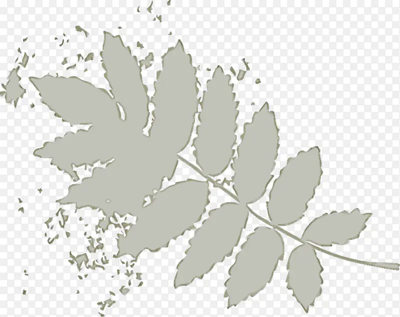 ��֦ ֲ�ﾥ Ҷ-������