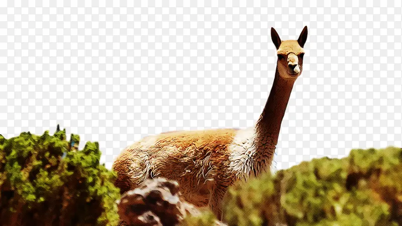 ������ ���� ����-������