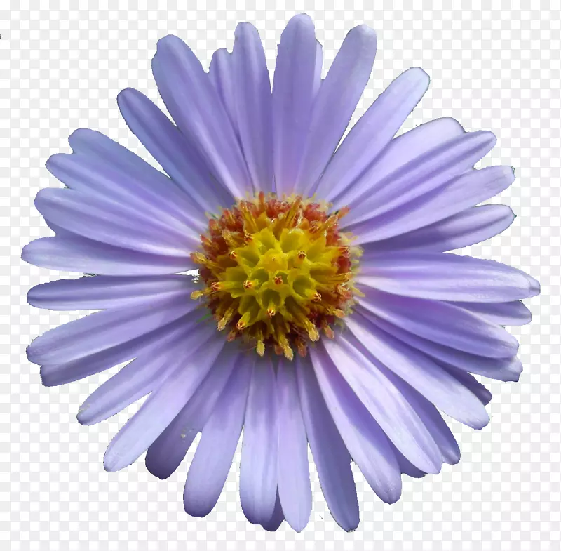 [ҽ]�»�[��]��[Aster thatarusSymphyotrichum noviv-angliae Symphyotrichum oblongifolium)����ֲ��-������