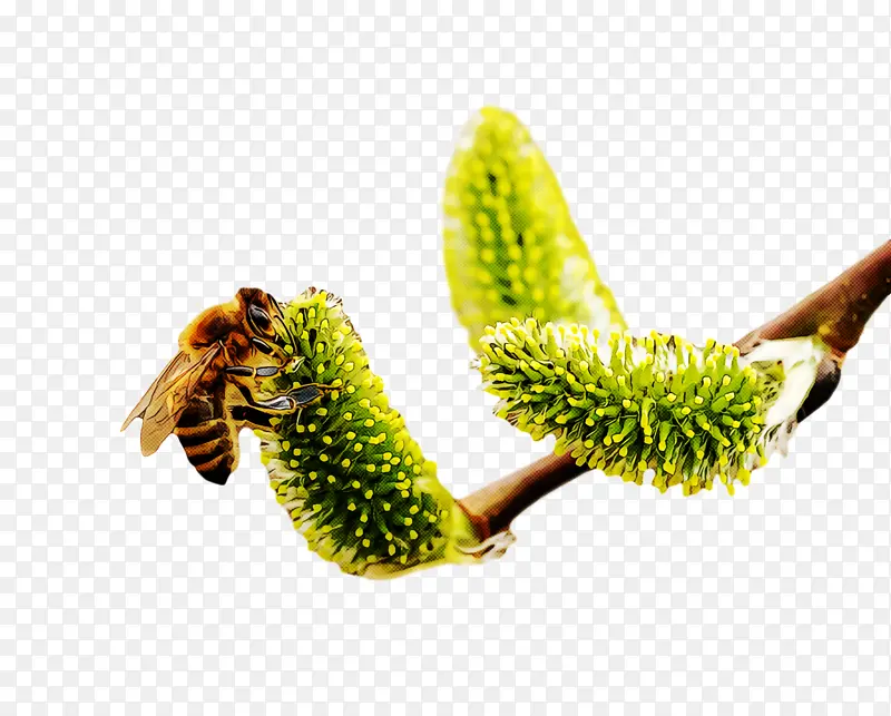 ���� ϸ��Ĥ �׳�-������