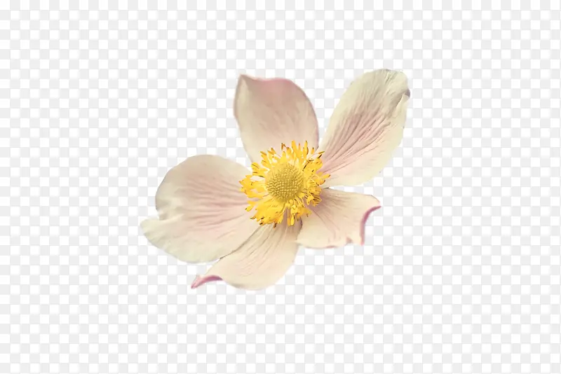 ���� �� ֲ��-������