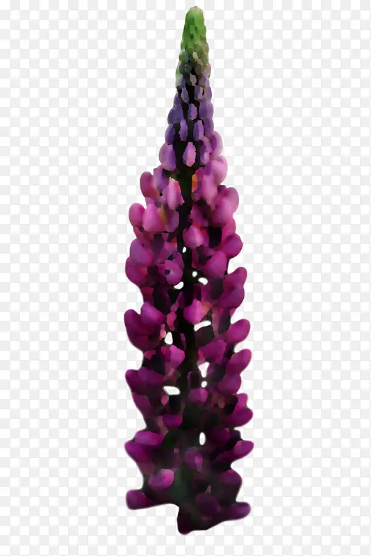 ��ɼ ʥ��װ��Ʒ ʥ����-������