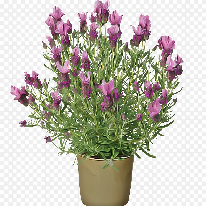 ����޹�²� ���� ����-������