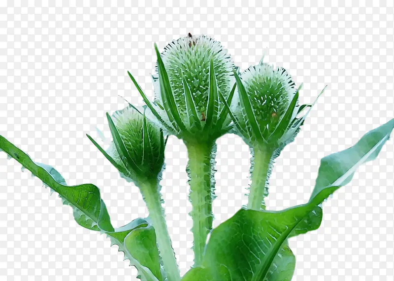 ˮ�ʻ� ���� ʪī-������