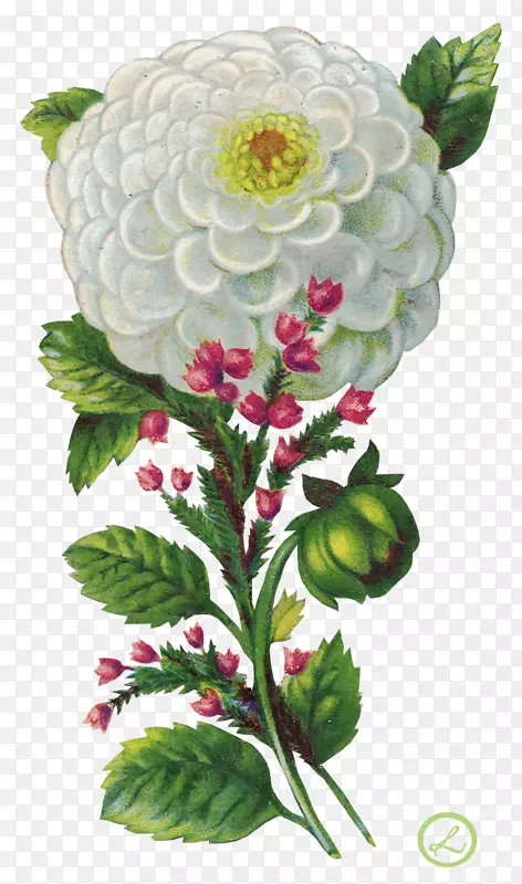 �����廨����-������-������