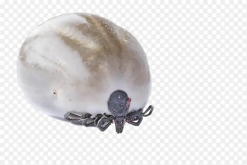 �ɹ���Ʒ��ʯ �鱦 ţ��-������