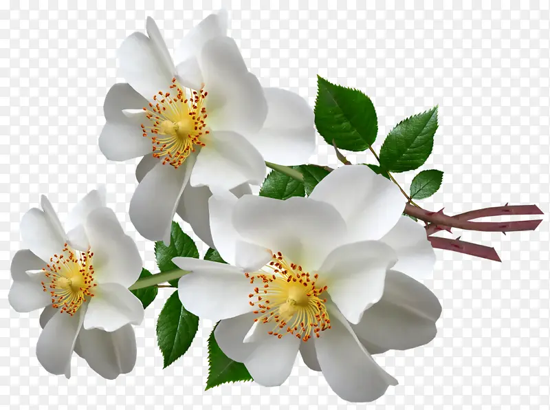 �����˹ ��˹-������