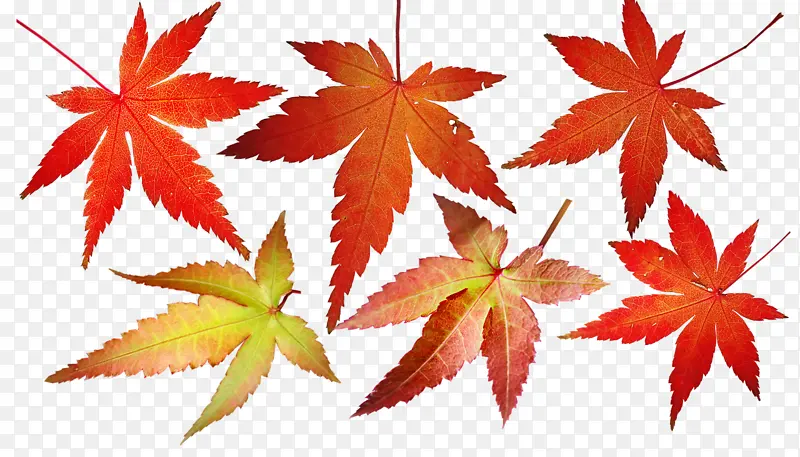 ��Ҷ ��ѧ ֲ��ṹ-������